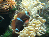 Clown Fish