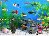 Screenshot ze hry Fish tycoon